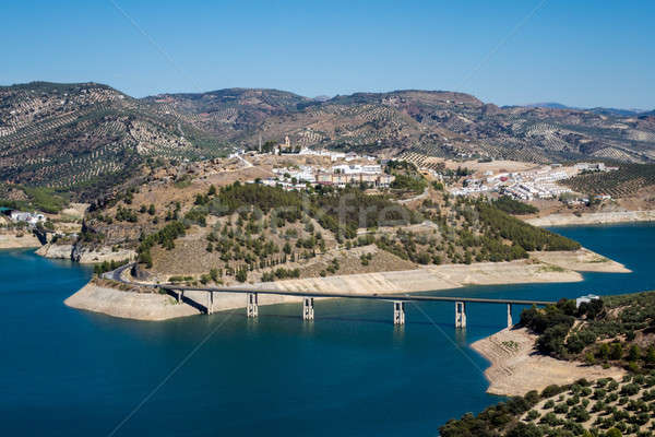 Stock fotó: Olajbogyó · fák · körül · tó · Andalúzia · sorok