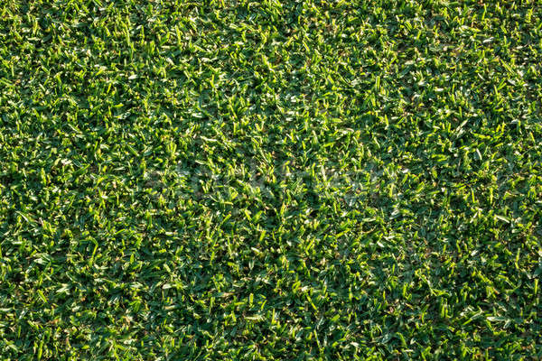 Top down view of newly mown grass lawn Stock photo © backyardproductions