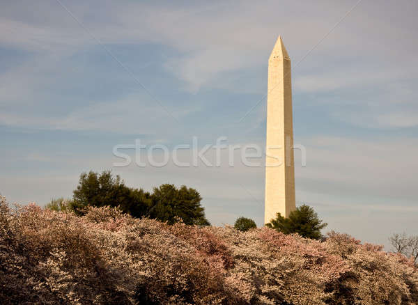 Kersenbloesem Washington Monument bloemen water voorjaar Stockfoto © backyardproductions