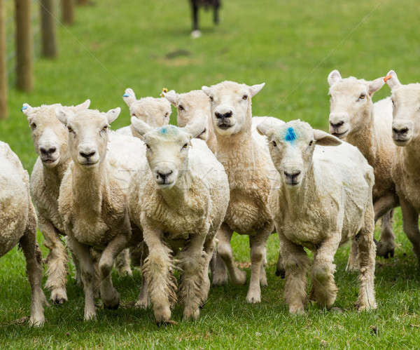 Ovejas ejecutando pradera Nueva Zelandia granja Foto stock © backyardproductions