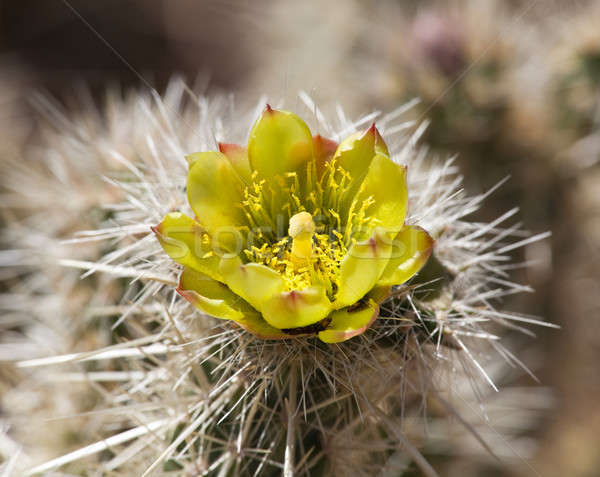 Barrel Kaktus Anlage Wüste hellen gelbe Blume Stock foto © backyardproductions