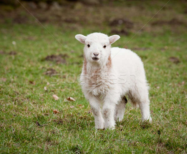 ストックフォト: 新しい · 生まれる · 子羊 · 小さな · 新しく · 草原