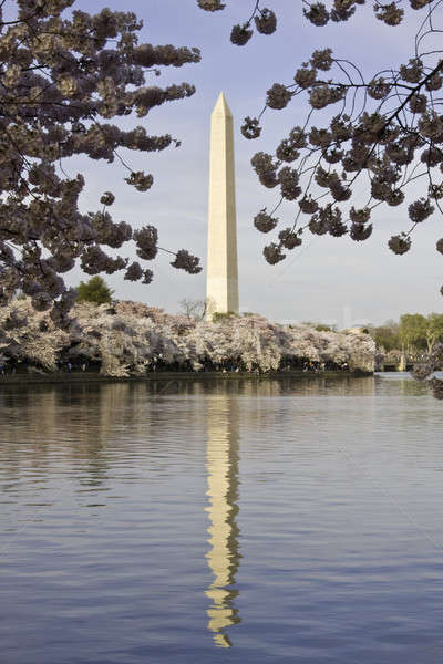 Washington Monument bloemen water voorjaar reizen Stockfoto © backyardproductions