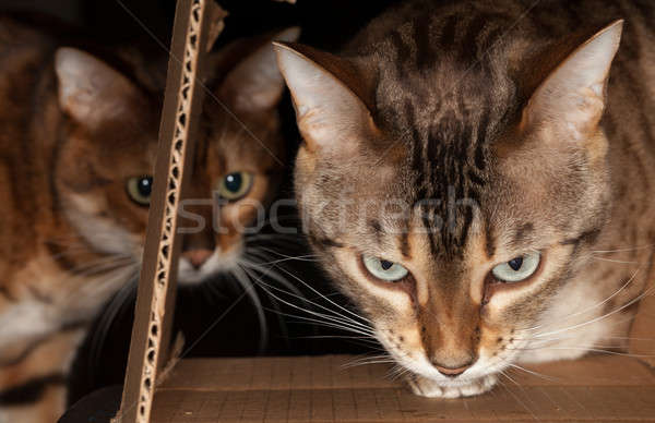 Bengalski kot karton kotek żywności popychanie Zdjęcia stock © backyardproductions