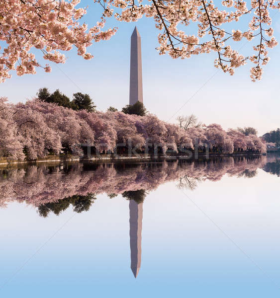 Washington Monument boven bloesems frame Stockfoto © backyardproductions