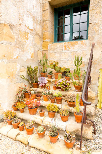 Pots of cacti on old stone steps Stock photo © backyardproductions