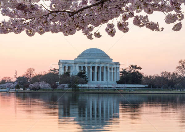 Cherry Blossom and Jefferson Memorial at sunrise Stock photo © backyardproductions