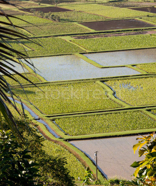 Hanalei Valley in Kauai Stock photo © backyardproductions