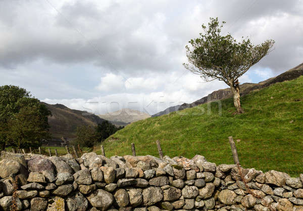 öreg kőfal Lake District ősi kő farm Stock fotó © backyardproductions