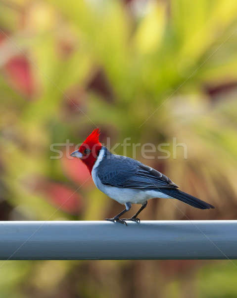 Red crested cardinal on fence in Kauai Stock photo © backyardproductions