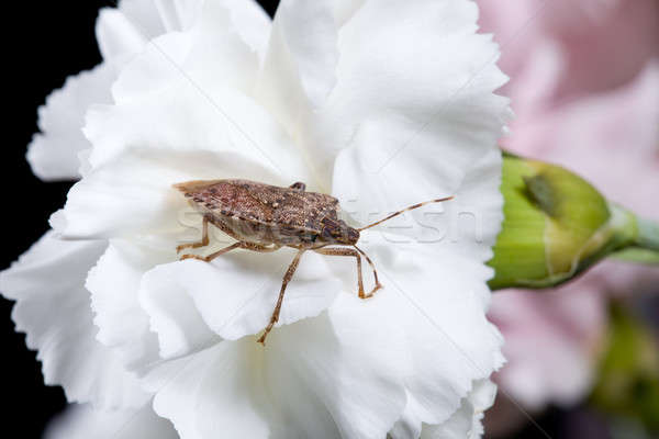 Pajzs rovar szegfű rovar fehér virág Stock fotó © backyardproductions