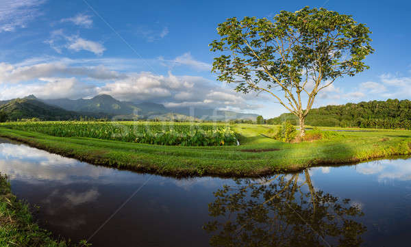 Panoramic view of Hanalei Valley in Kauai Stock photo © backyardproductions