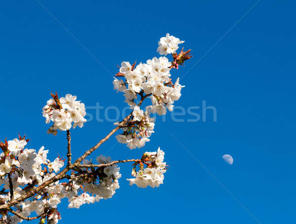 桜 花 月 ツリー 空 後ろ ストックフォト © backyardproductions