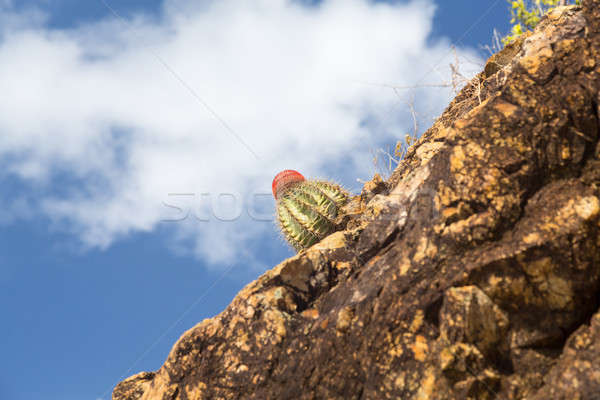 Turks Cap cactus in rocks on St Thomas Stock photo © backyardproductions