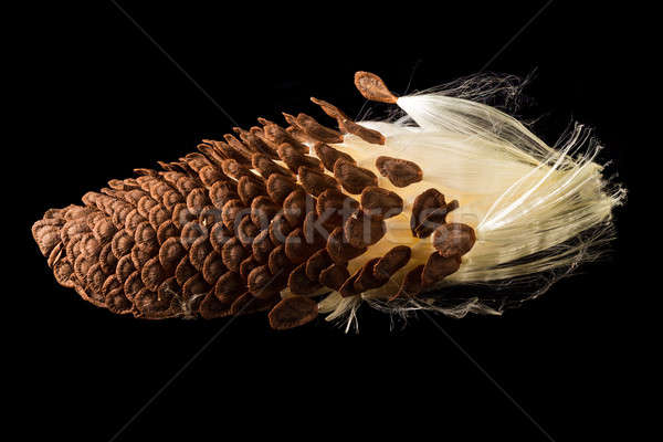 Macro photo of swamp milkweed seed pod Stock photo © backyardproductions