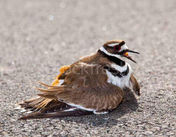 Killdeer bird warding off danger Stock photo © backyardproductions