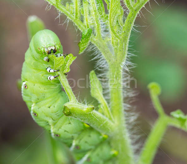 Tomates lagarta alimentação planta macro Foto stock © backyardproductions