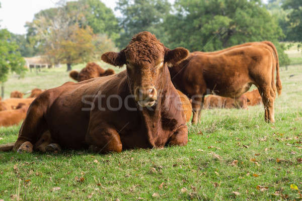 Stok fotoğraf: Büyük · kahverengi · inek · çayır · karşı