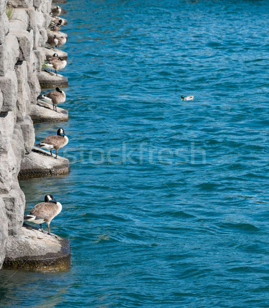 Ducks line up by River Niagara from power station Stock photo © backyardproductions