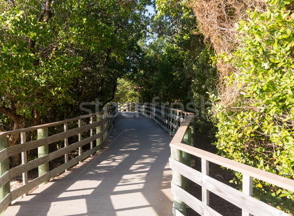 Florida Keys raised walkway  Stock photo © backyardproductions