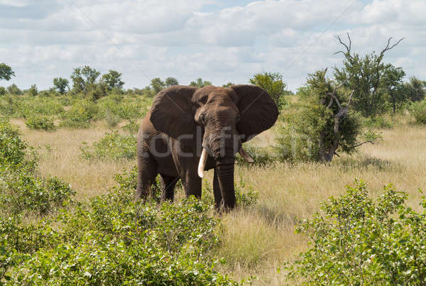 Single elephant in Kruger National park Stock photo © backyardproductions