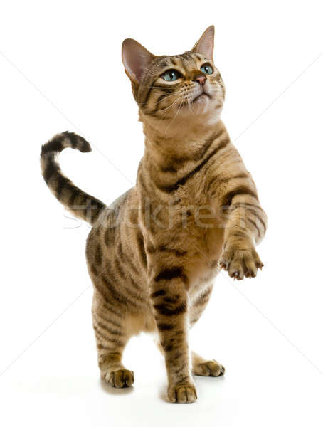Bengal cat clawing at the air Stock photo © backyardproductions