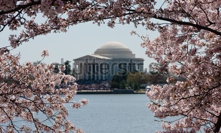 Jefferson Memorial framed by Cherry Blossom Stock photo © backyardproductions