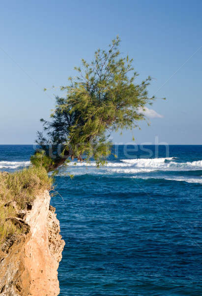 Drzewo jałowy Urwisko twarz szorstki morza Zdjęcia stock © backyardproductions