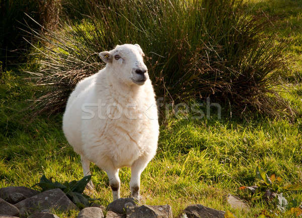 Welsh lamb in verdant meadow Stock photo © backyardproductions