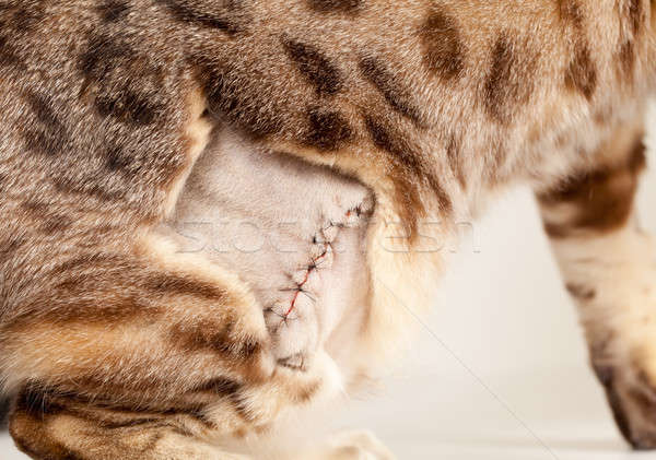 Stock photo: Stitched wound on bengal cat