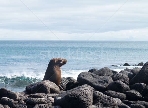 Single small seal on rocks by beach Stock photo © backyardproductions