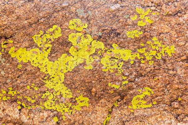 Close up of green lichen on granite rocks Stock photo © backyardproductions