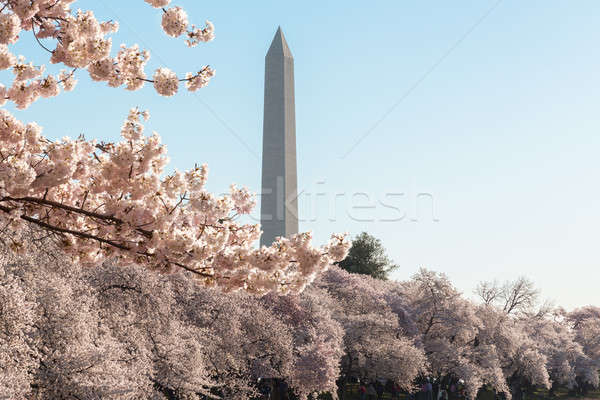 Washington Monument towers above blossoms Stock photo © backyardproductions