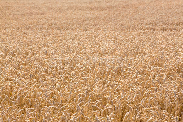 Ohren Mais Felder england zunehmend Landschaft Stock foto © backyardproductions