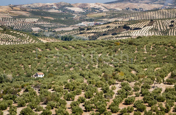 Olive trees reaching to horizon in Andalucia Stock photo © backyardproductions