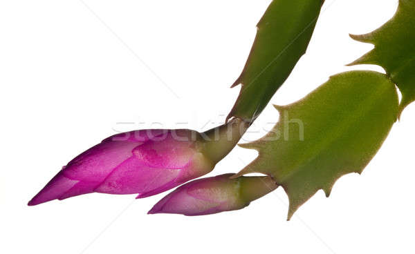 Christmas Cactus Flower  Stock photo © backyardproductions