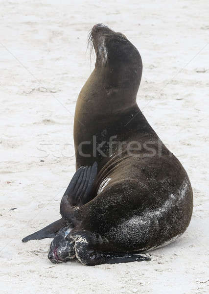 Stock photo: Small baby seal being born on sandy beach