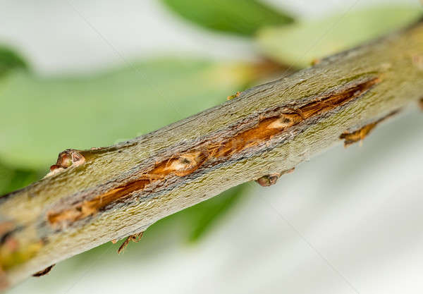 Macro image of tree damage from cicada Stock photo © backyardproductions