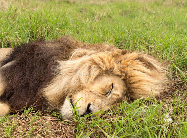 Old male lion in the grass in Southern Africa Stock photo © backyardproductions