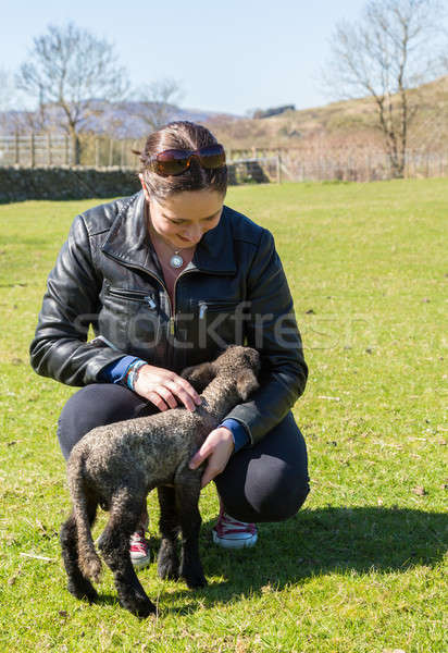 Side view of Shropshire lamb in meadow Stock photo © backyardproductions