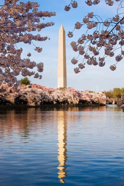 Washington-emlékmű cseresznyevirág tükröződés kék víz cseresznyevirágzás Stock fotó © backyardproductions