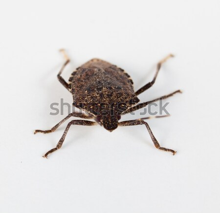 Brown Stink Bug Stock photo © backyardproductions