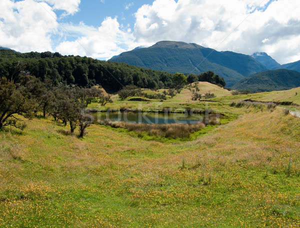 Rolling countryside in New Zealand Stock photo © backyardproductions