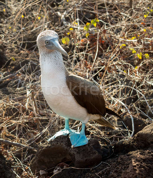 Curious blue footed booby seabird on Galapagos Stock photo © backyardproductions