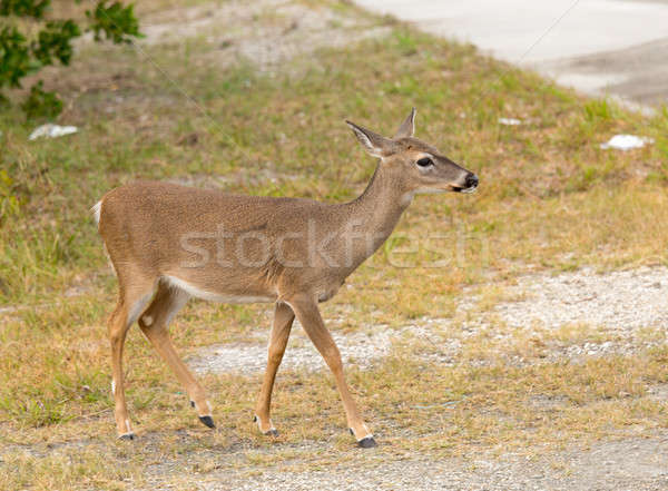 Small Key Deer in woods Florida Keys Stock photo © backyardproductions
