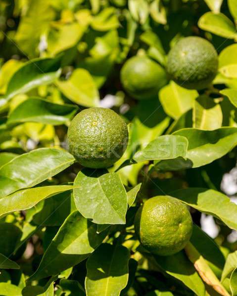 Stok fotoğraf: Melez · ağaç · büyüyen · portakal · limon · meyve · ağacı