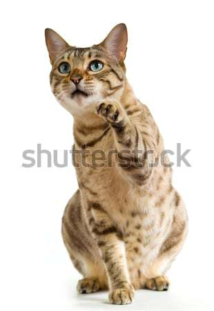 猫 空気 小さな 子猫 見える ストックフォト © backyardproductions