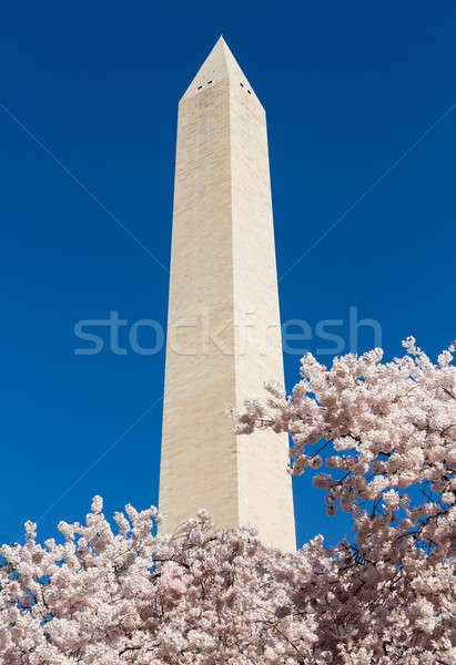 Stockfoto: Washington · Monument · boven · bloesems · frame