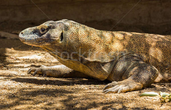 Stockfoto: Draak · profiel · hoofd · monitor · groot · soorten