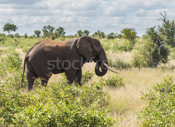 Single elephant in Kruger National park Stock photo © backyardproductions